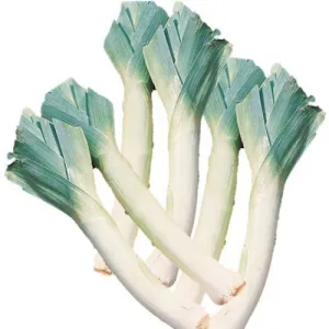 Carentan Leek - ORGANIC - Heirloom Vegetable - 200 Seeds