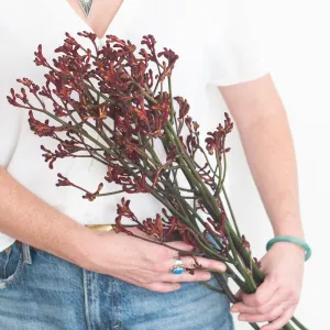 Kangaroo Paw - Warm Orange