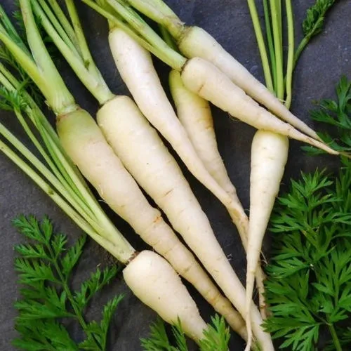 Lunar White Carrot  - Heirloom Vegetable - Daucus carrota - 100 Seeds