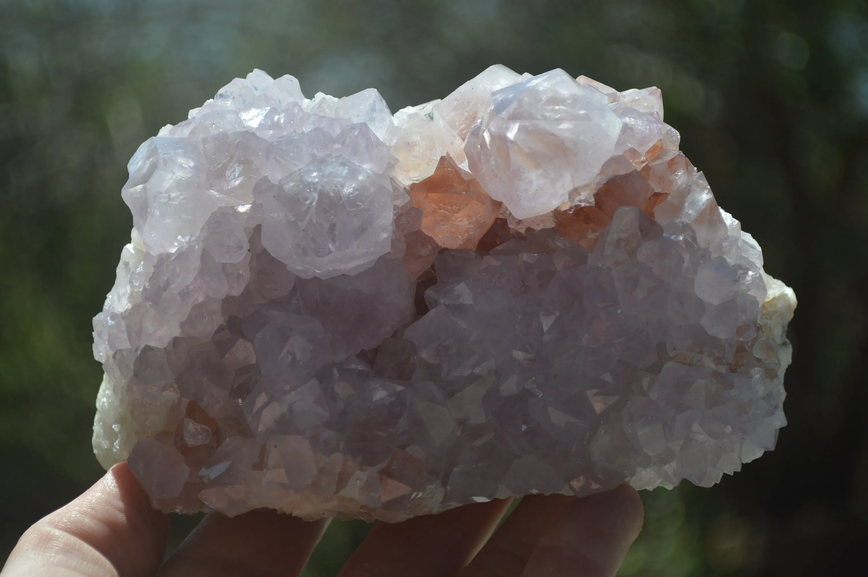 Natural Amethyst Cactus Flower Spirit Quartz Cluster x 1 From Boekenhouthoek, South Africa