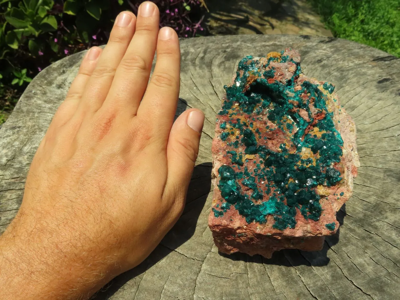 Natural Cabinet Dioptase Specimen, Emerald Green Crystals x 1 From Renneville Brazzaville, Congo