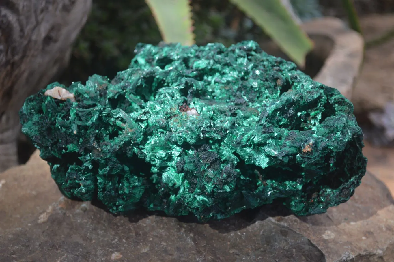 Natural Chatoyant Silky Malachite Specimen x 1 From Congo