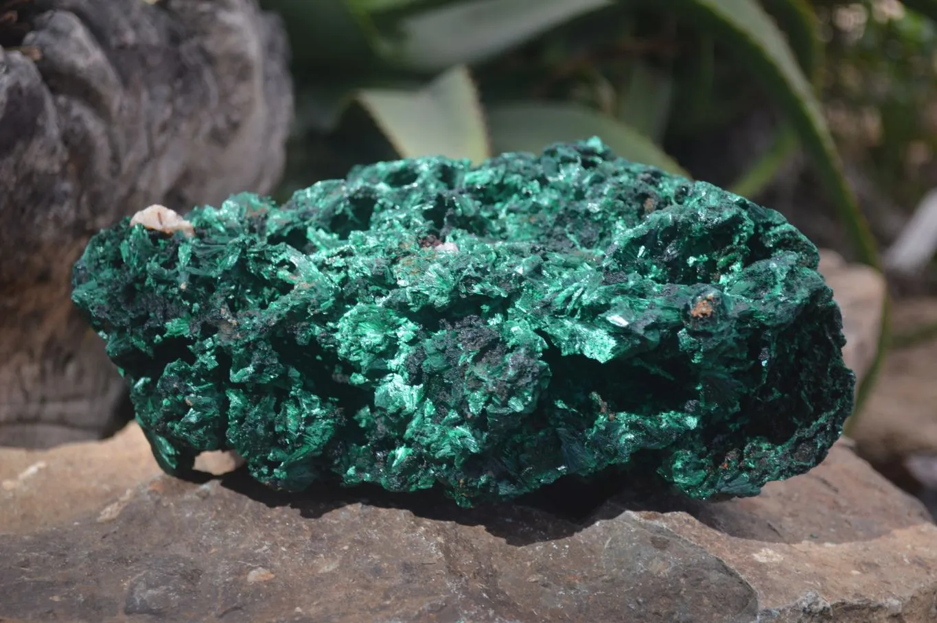 Natural Chatoyant Silky Malachite Specimen x 1 From Congo