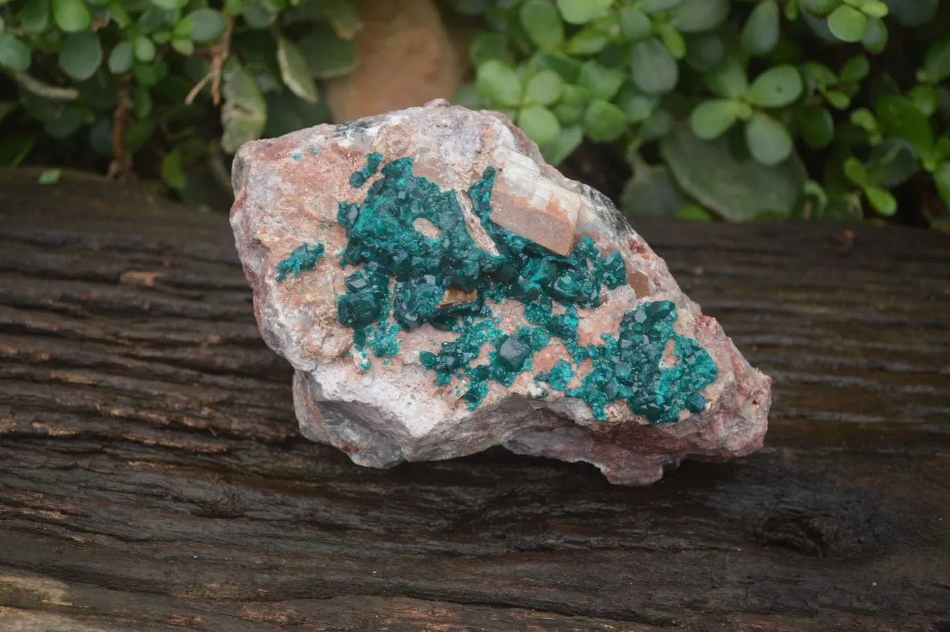 Natural Emerald Dioptase Matrix Specimen x 1 From Namibia