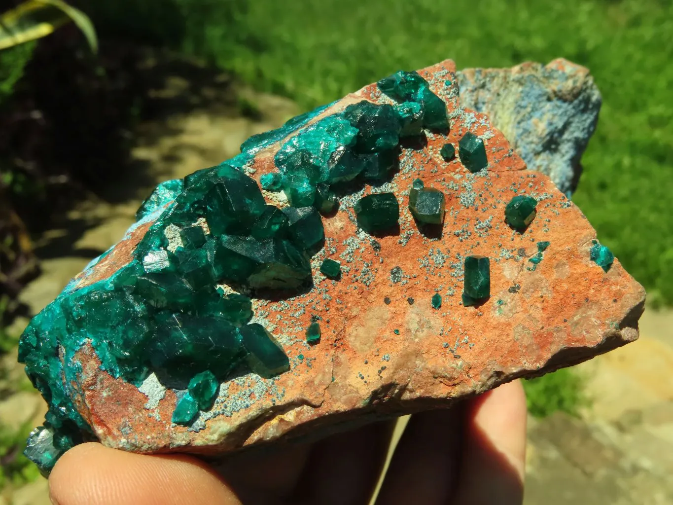 Natural Emerald Green Dioptase With Blue Shattuckite x 1 From Tantara, Congo