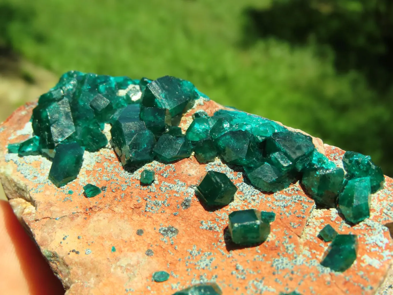 Natural Emerald Green Dioptase With Blue Shattuckite x 1 From Tantara, Congo