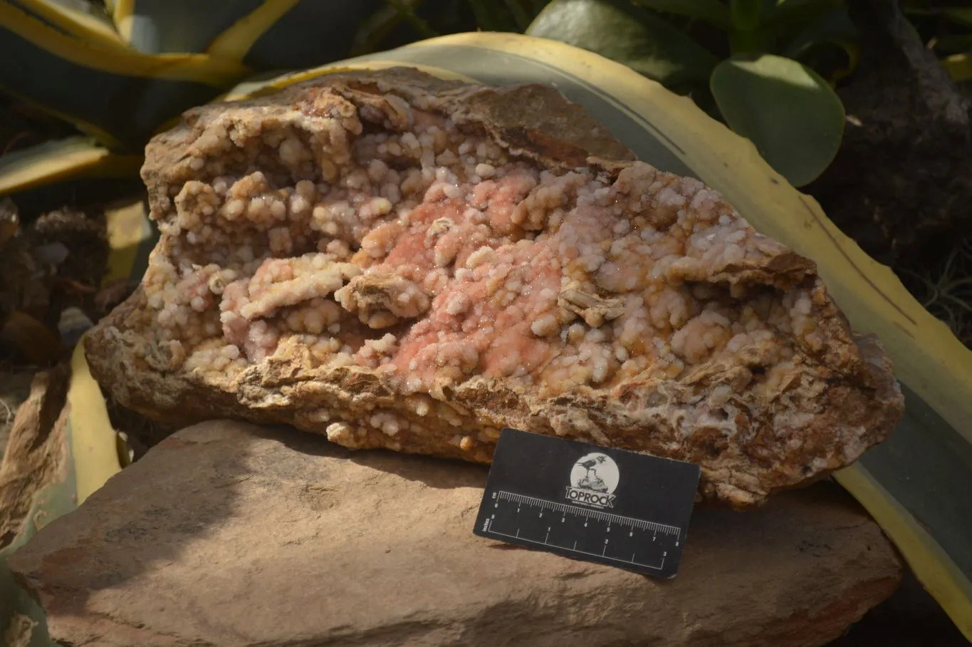 Natural Extra Large Hematoid Spirit Quartz Crystal Plate Specimen x 1 From Boekenhouthoek, South Africa