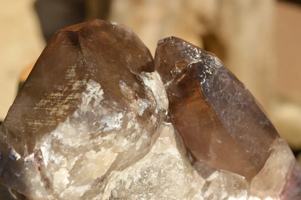 Natural Extra Large Self Healed Smokey Quartz Crystal Cluster x 1 From Mt. Mulanje, Malawi