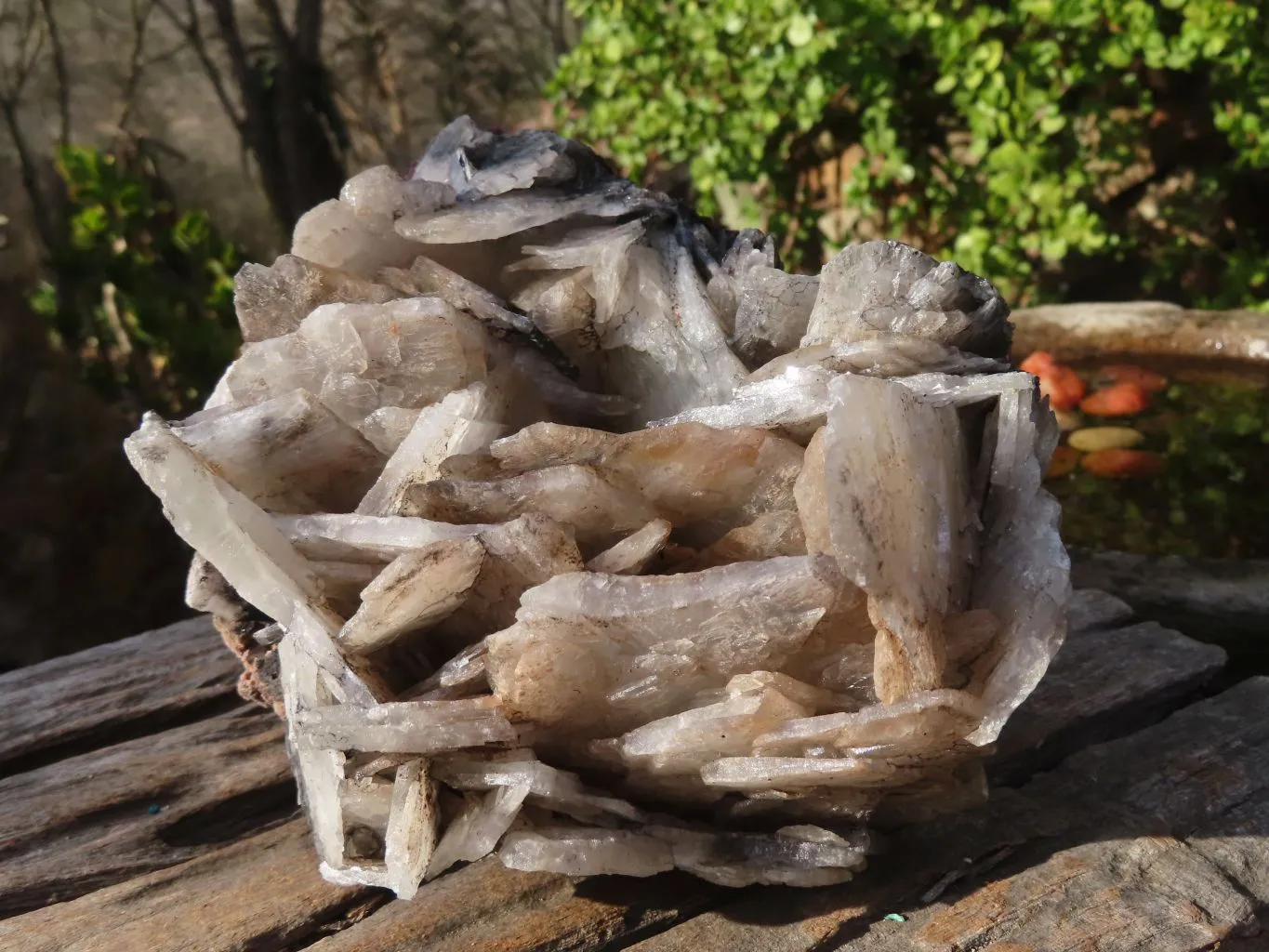 Natural Large Bladed Baryte Specimen  x 1 From Congo