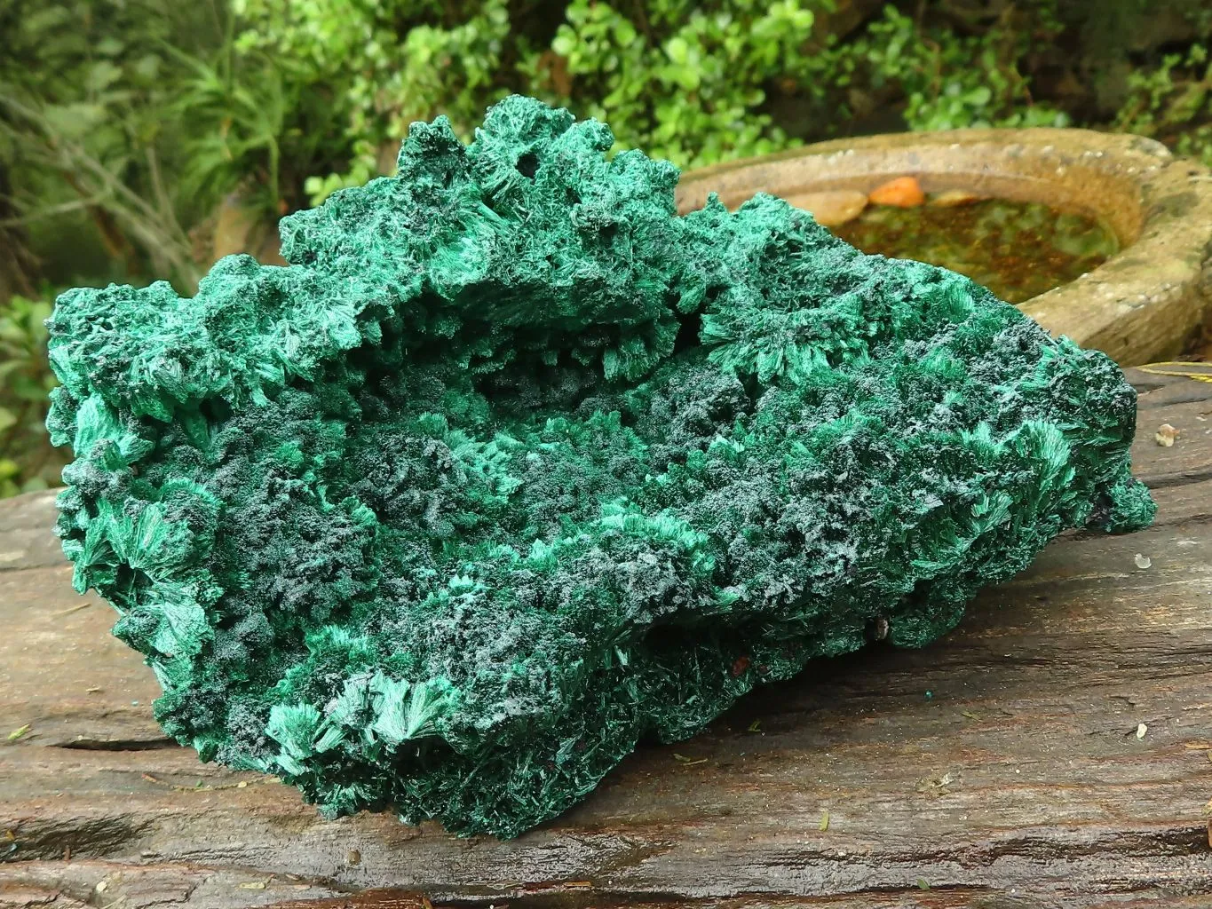 Natural Large Chatoyant Silky Malachite Specimen x 1 From Congo