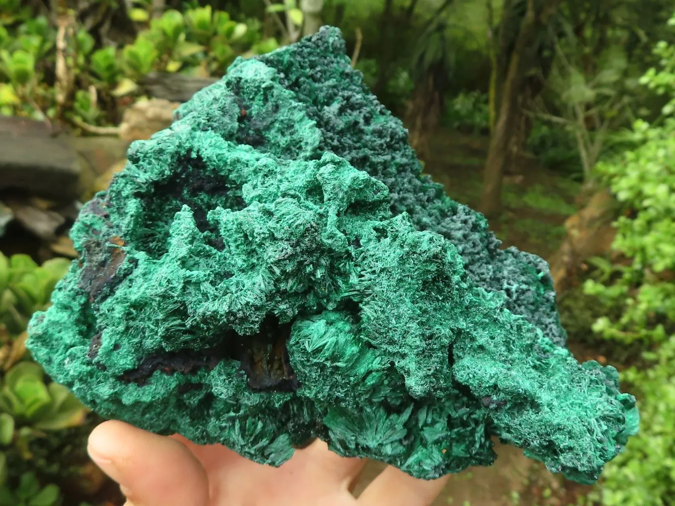 Natural Large Chatoyant Silky Malachite Specimen x 1 From Congo