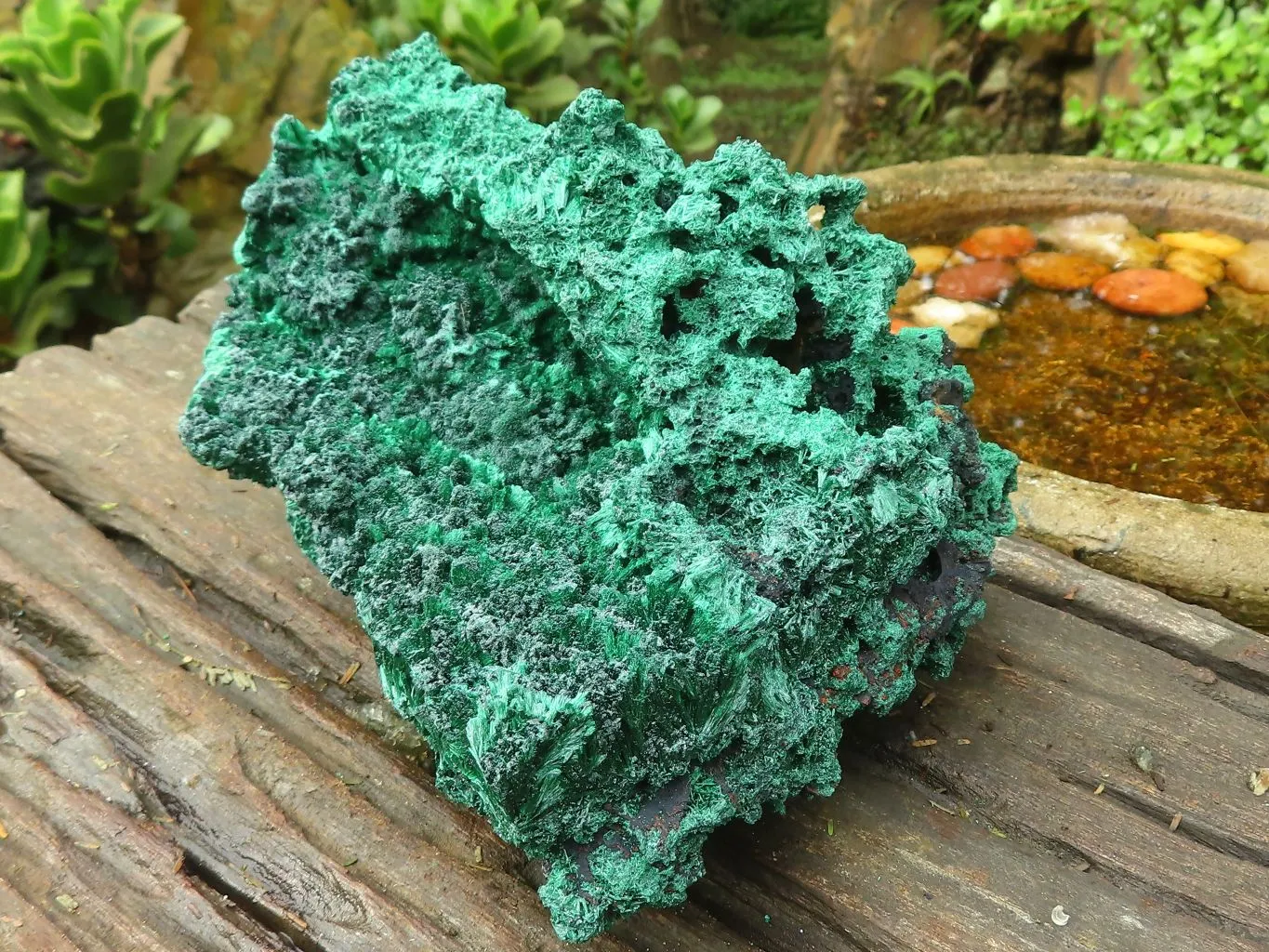 Natural Large Chatoyant Silky Malachite Specimen x 1 From Congo