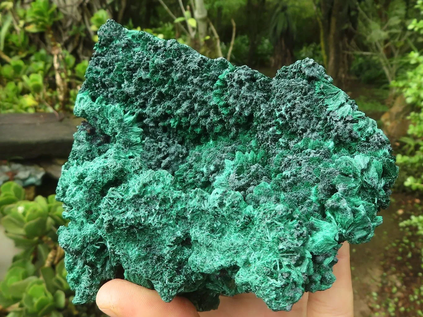 Natural Large Chatoyant Silky Malachite Specimen x 1 From Congo