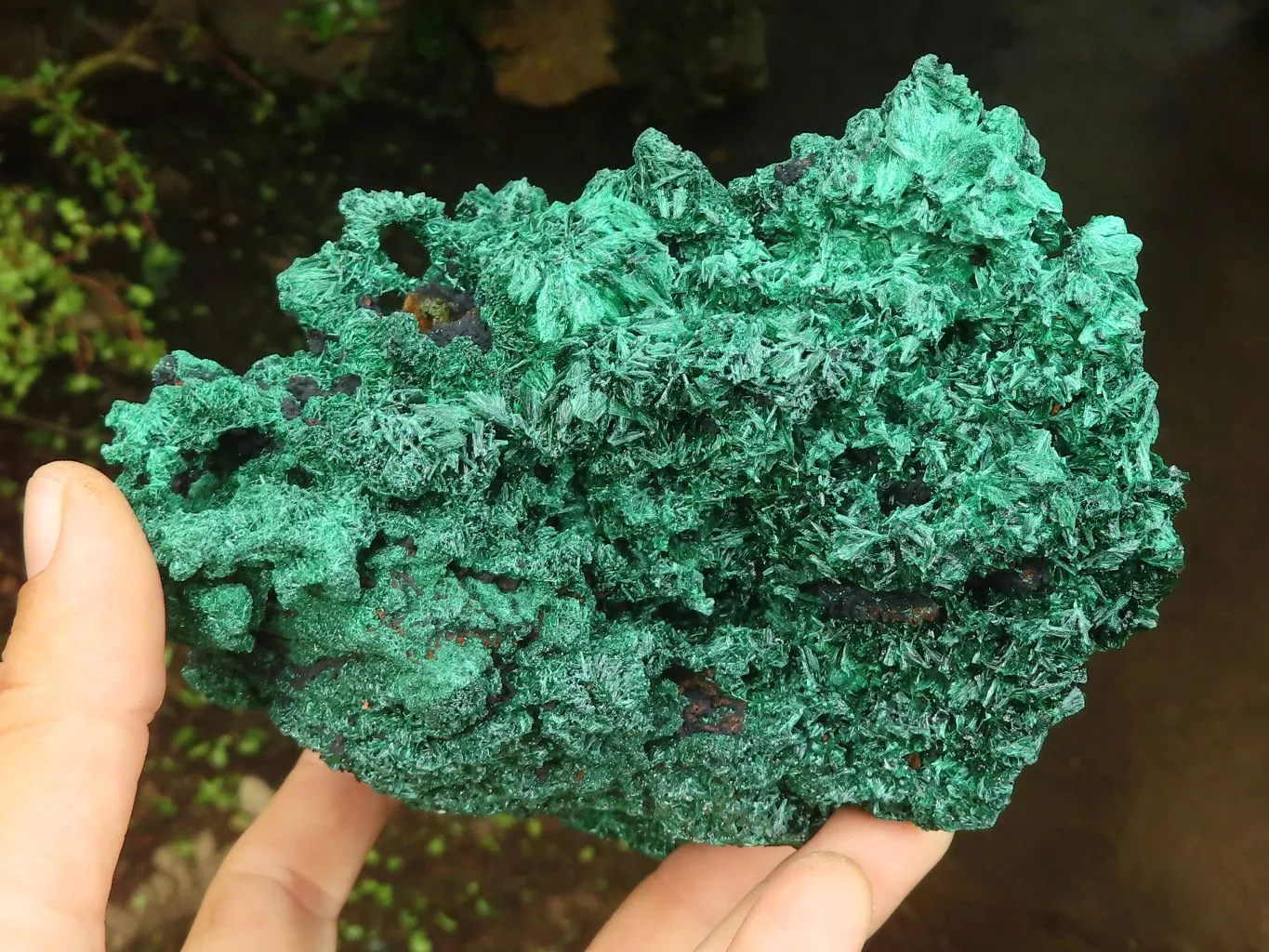 Natural Large Chatoyant Silky Malachite Specimen x 1 From Congo