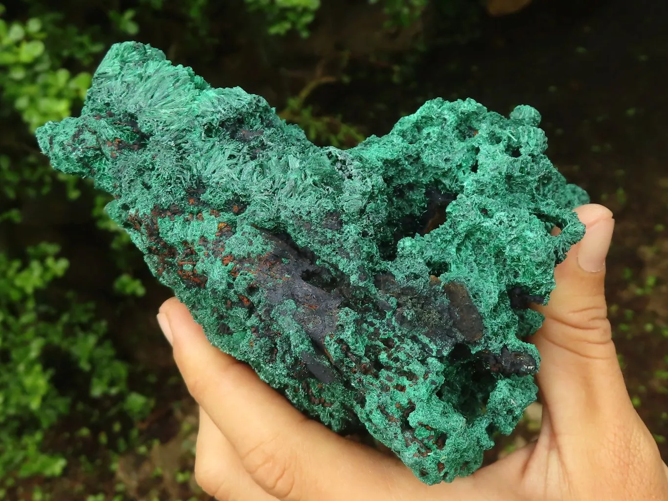 Natural Large Chatoyant Silky Malachite Specimen x 1 From Congo