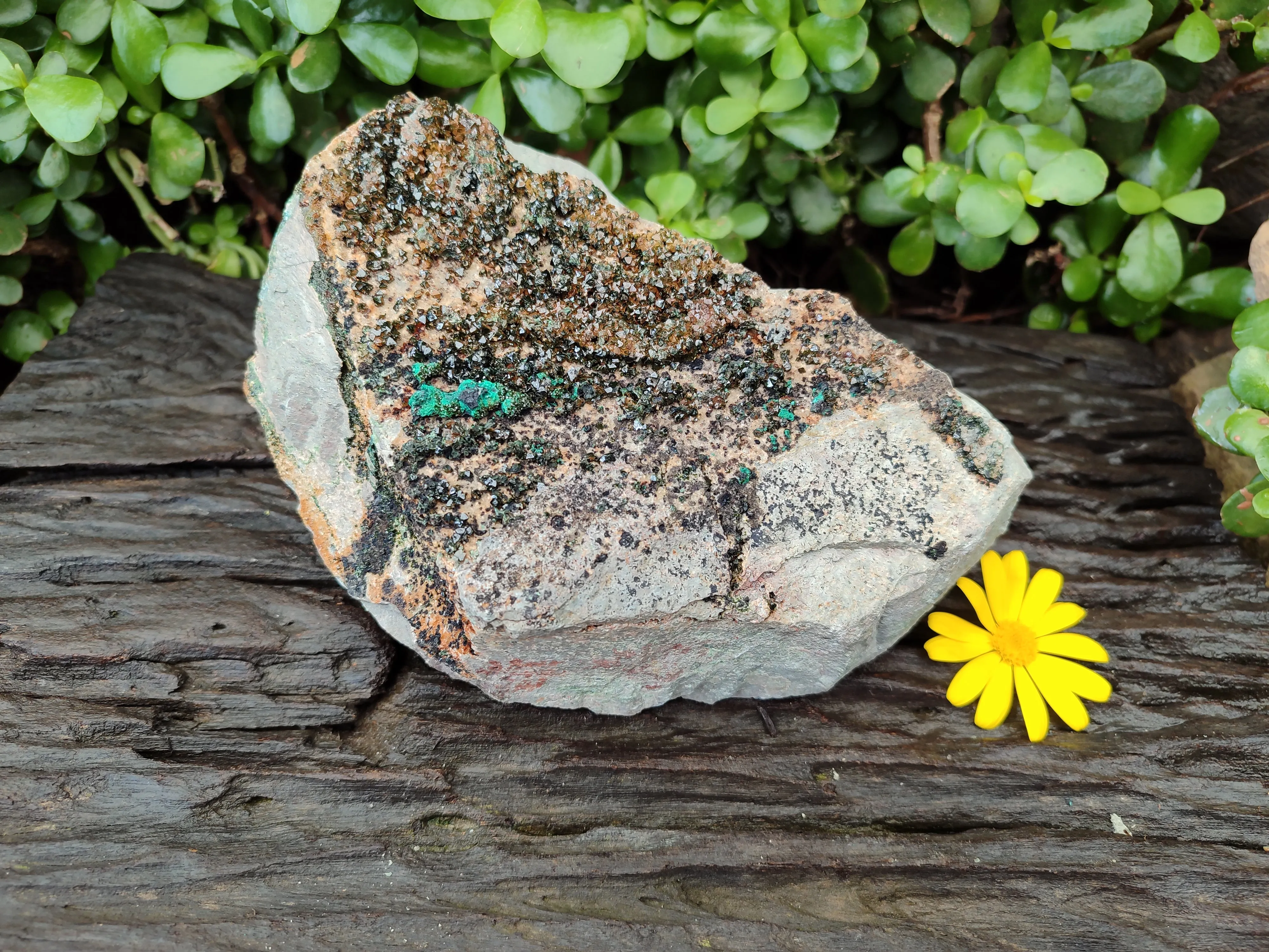 Natural Libethenite Crystals On Dolomite Matrix Specimens x 1 From Shituru, Congo