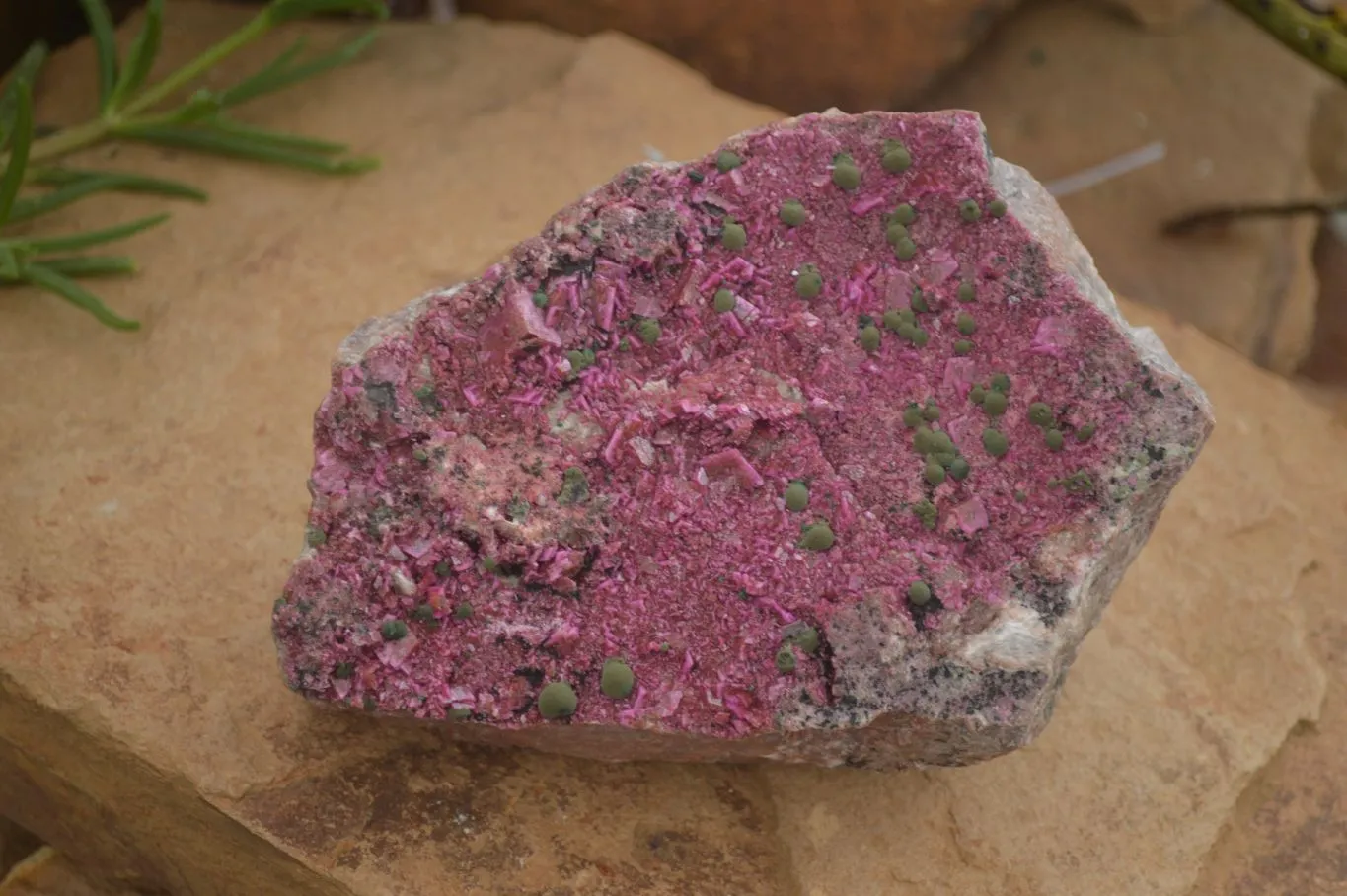 Natural XXL Pink Salrose Cobaltion Dolomite Specimen x 1 From Kakanda, Congo