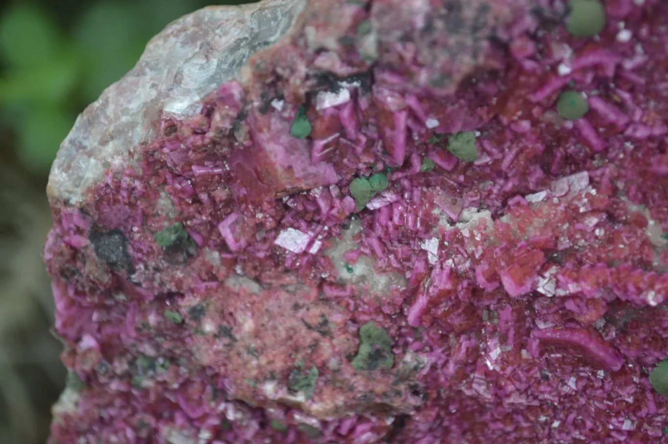 Natural XXL Pink Salrose Cobaltion Dolomite Specimen x 1 From Kakanda, Congo