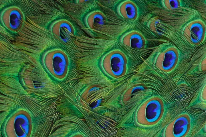 Peacock Feathers Texture Tile Mold for Glass Slumping