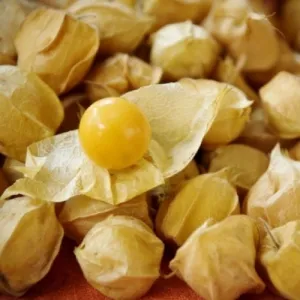 Pineapple Tomatillo  - Heirloom Vegetable / Fruit - Physalis philadelphica - 50 Seeds