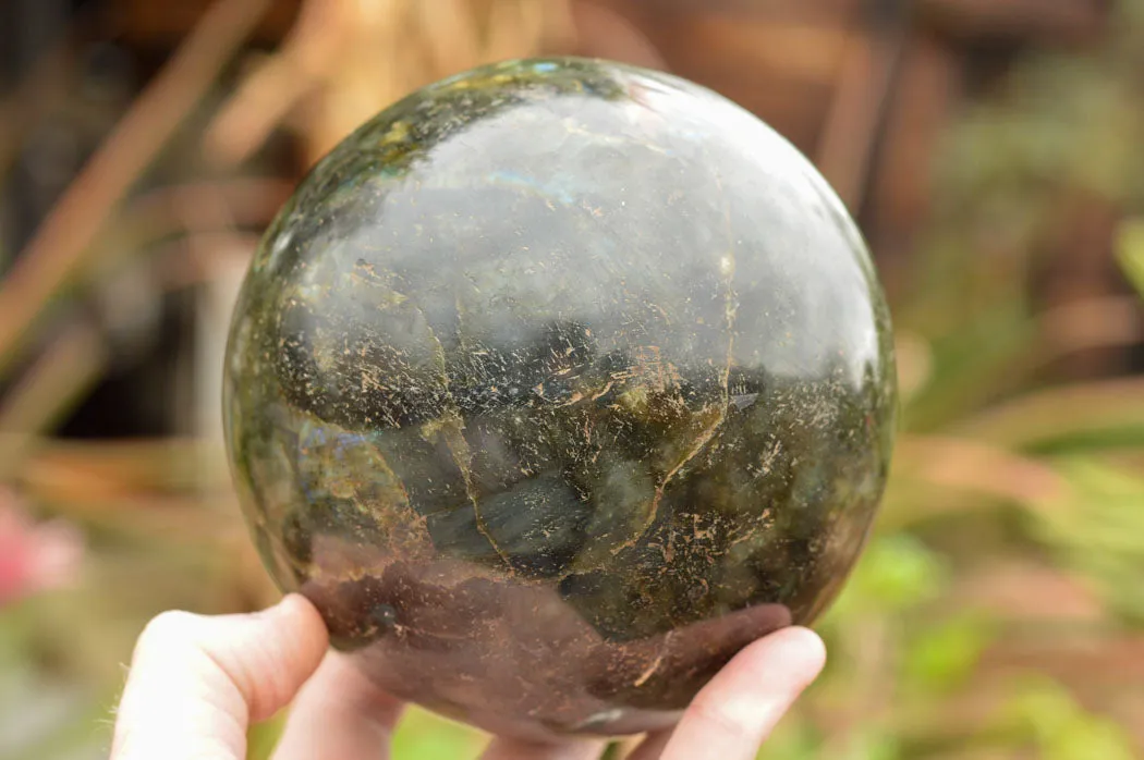 Polished Extra Large Labradorite Sphere & Palisandre Rose Wood Stand  x 1 From Tulear, Madagascar