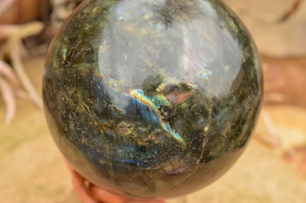 Polished Extra Large Labradorite Sphere & Palisandre Rose Wood Stand  x 1 From Tulear, Madagascar