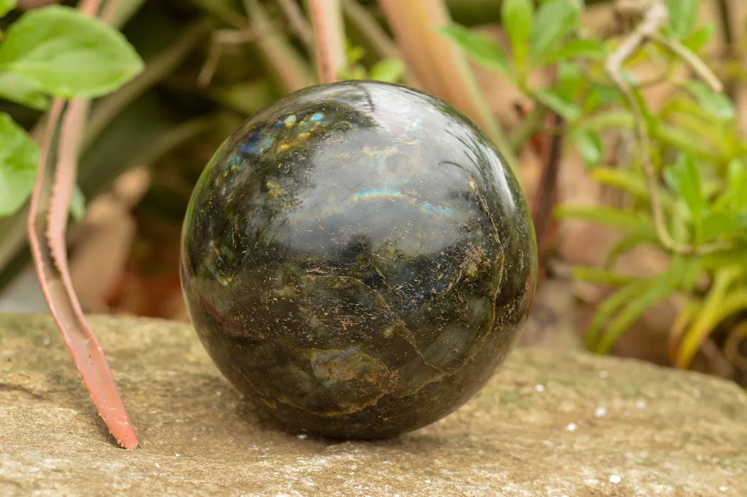 Polished Extra Large Labradorite Sphere & Palisandre Rose Wood Stand  x 1 From Tulear, Madagascar