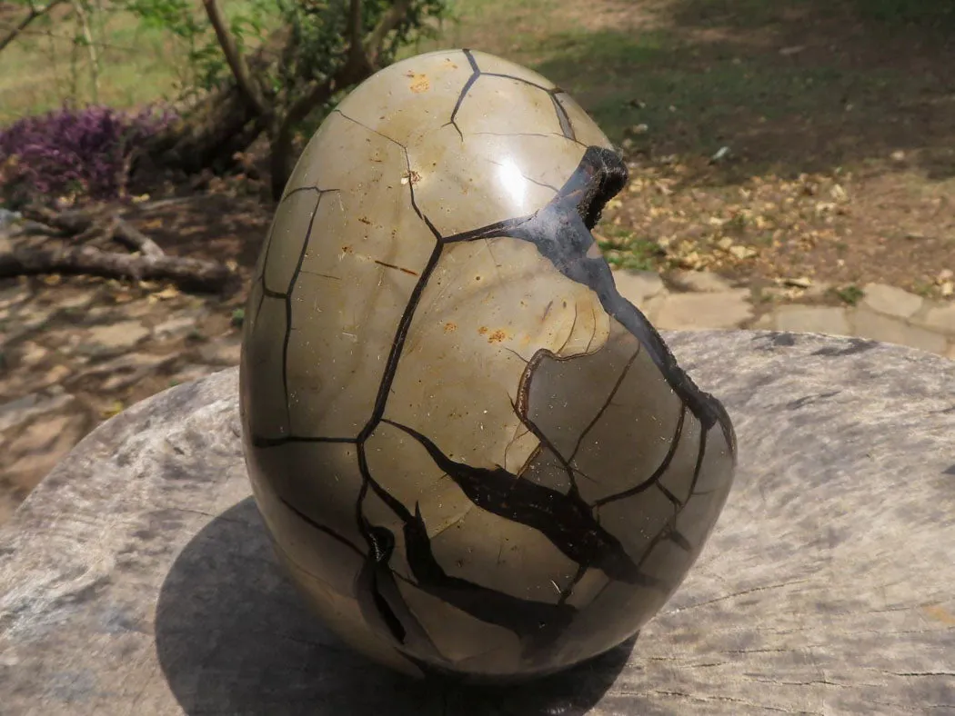 Polished Extra Large Septerye Sauvage Dragons Egg x 1 From Mahajanga, Madagascar