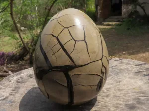 Polished Extra Large Septerye Sauvage Dragons Egg x 1 From Mahajanga, Madagascar