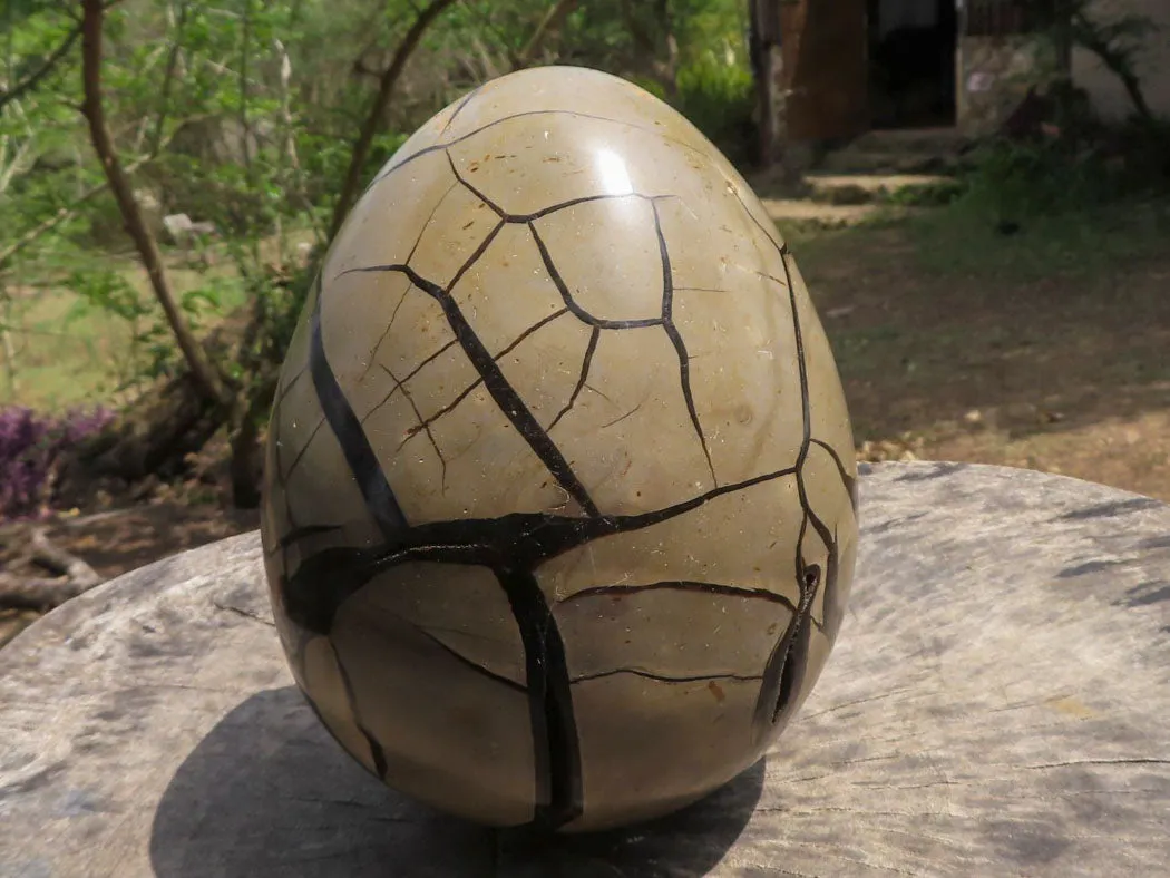 Polished Extra Large Septerye Sauvage Dragons Egg x 1 From Mahajanga, Madagascar