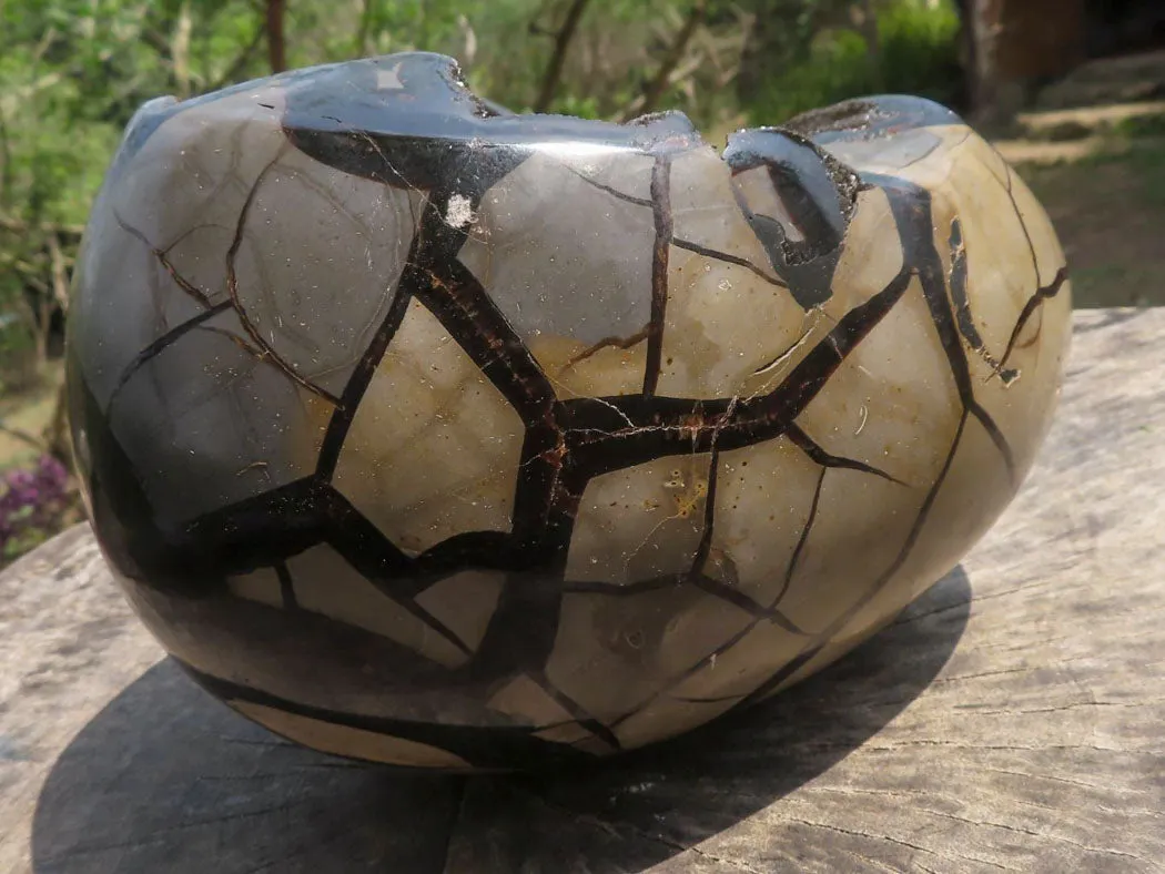 Polished Extra Large Septerye Sauvage Dragons Egg x 1 From Mahajanga, Madagascar