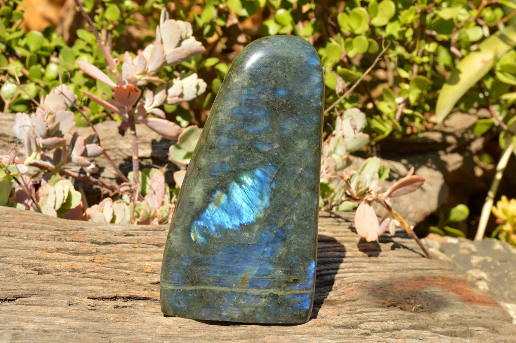 Polished Labradorite Standing Free Form With Deep Blue Flash x 1 From Sakoany, Madagascar