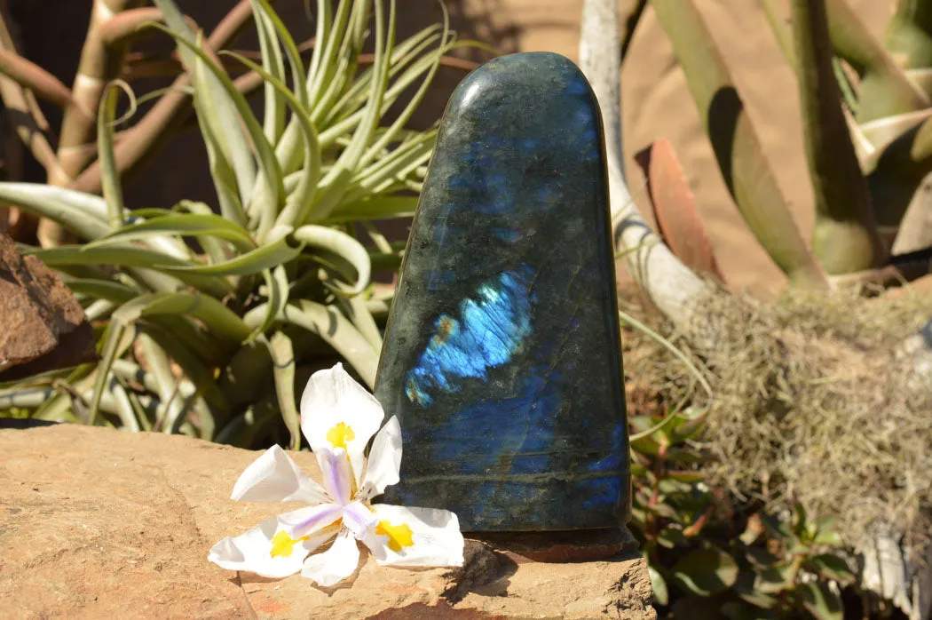 Polished Labradorite Standing Free Form With Deep Blue Flash x 1 From Sakoany, Madagascar