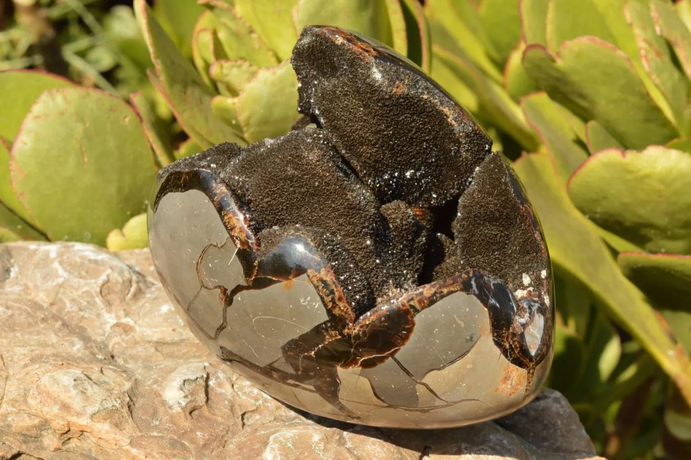 Polished Septerye Sauvage Dragons Egg x 1 From Mahajanga, Madagascar