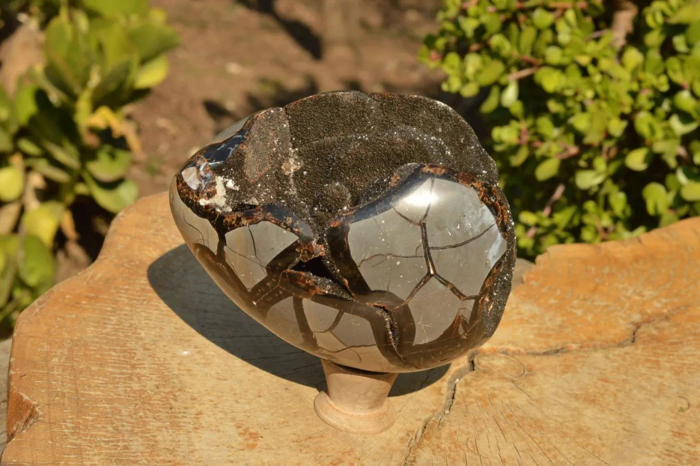 Polished Septerye Sauvage Dragons Egg x 1 From Mahajanga, Madagascar