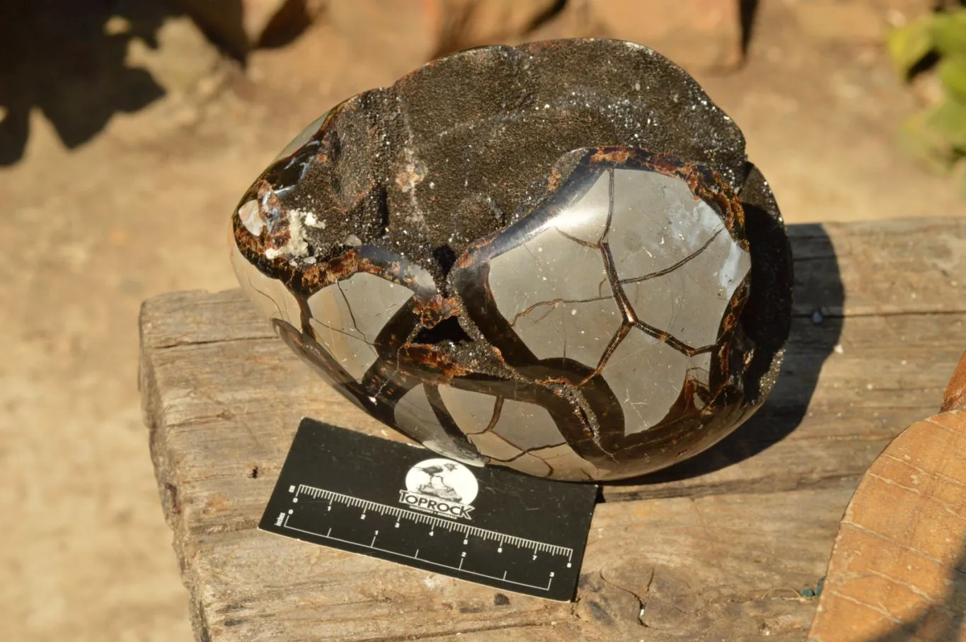 Polished Septerye Sauvage Dragons Egg x 1 From Mahajanga, Madagascar