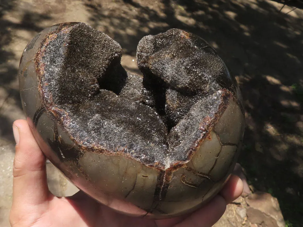 Polished Septerye Sauvage "Dragons Egg" Geode x 1 From Madagascar