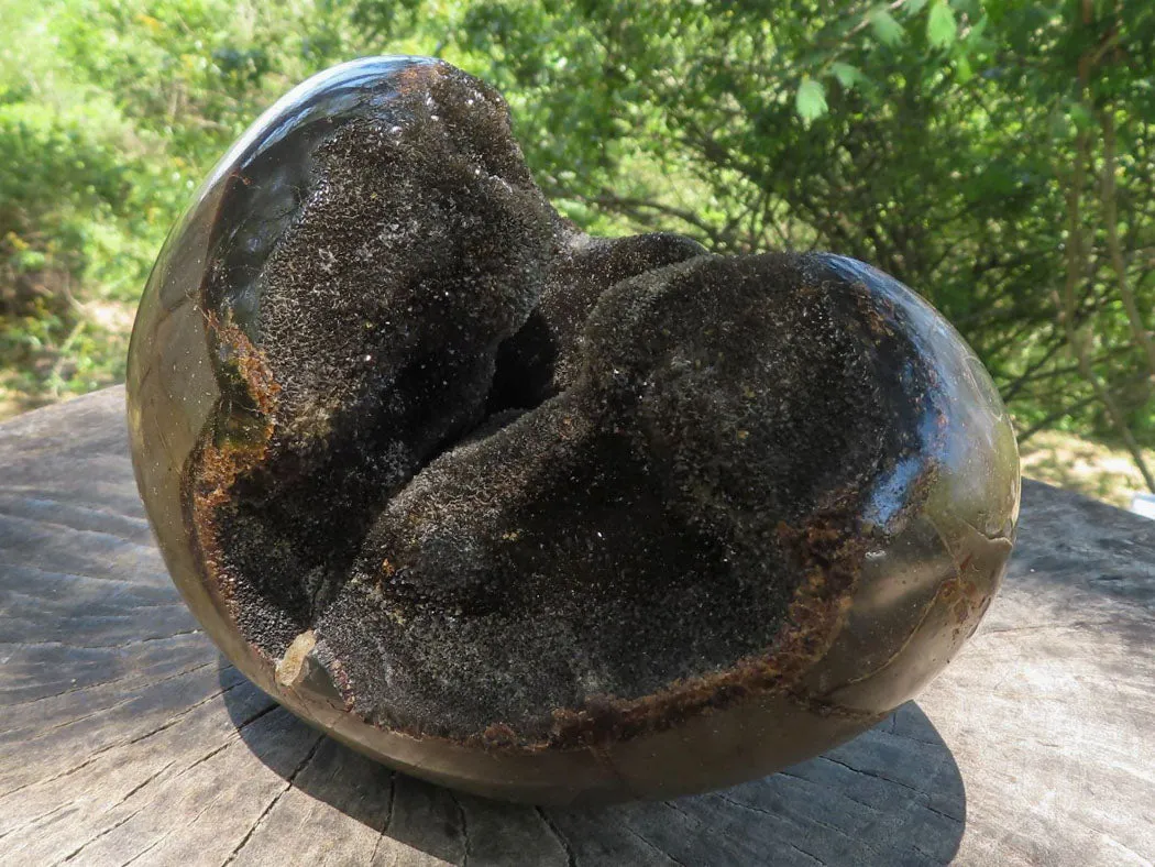 Polished Septerye Sauvage "Dragons Egg" Geode x 1 From Madagascar