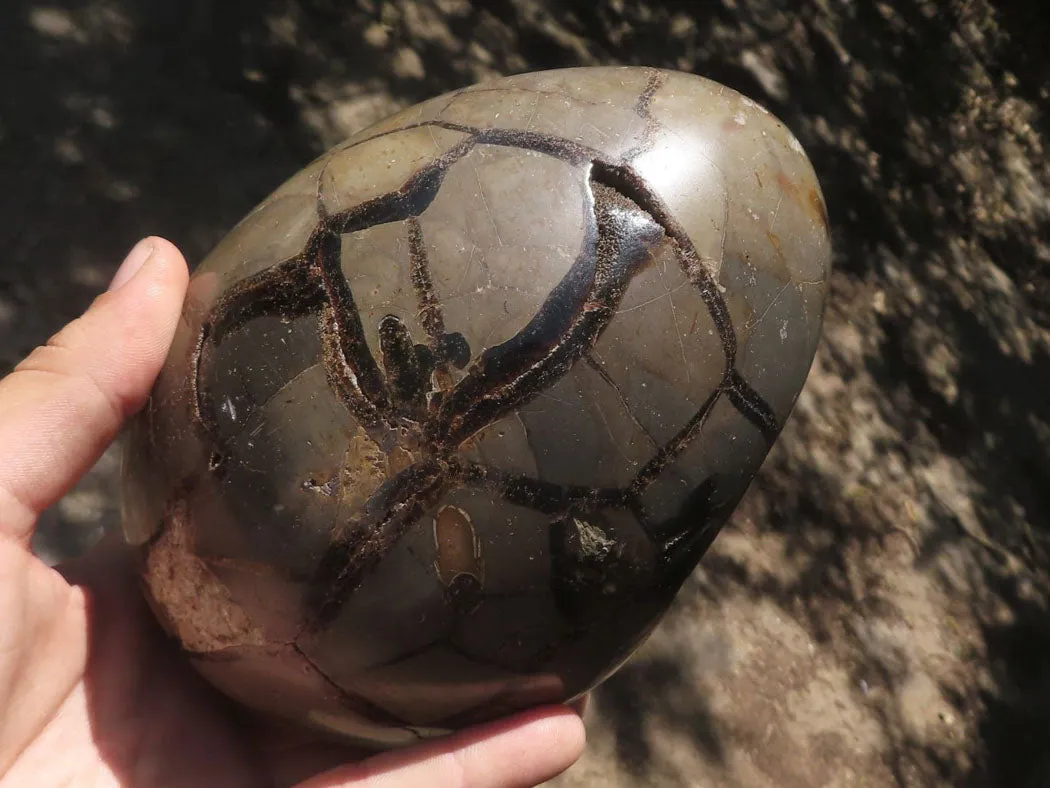 Polished Septerye Sauvage "Dragons Egg" Geode x 1 From Madagascar