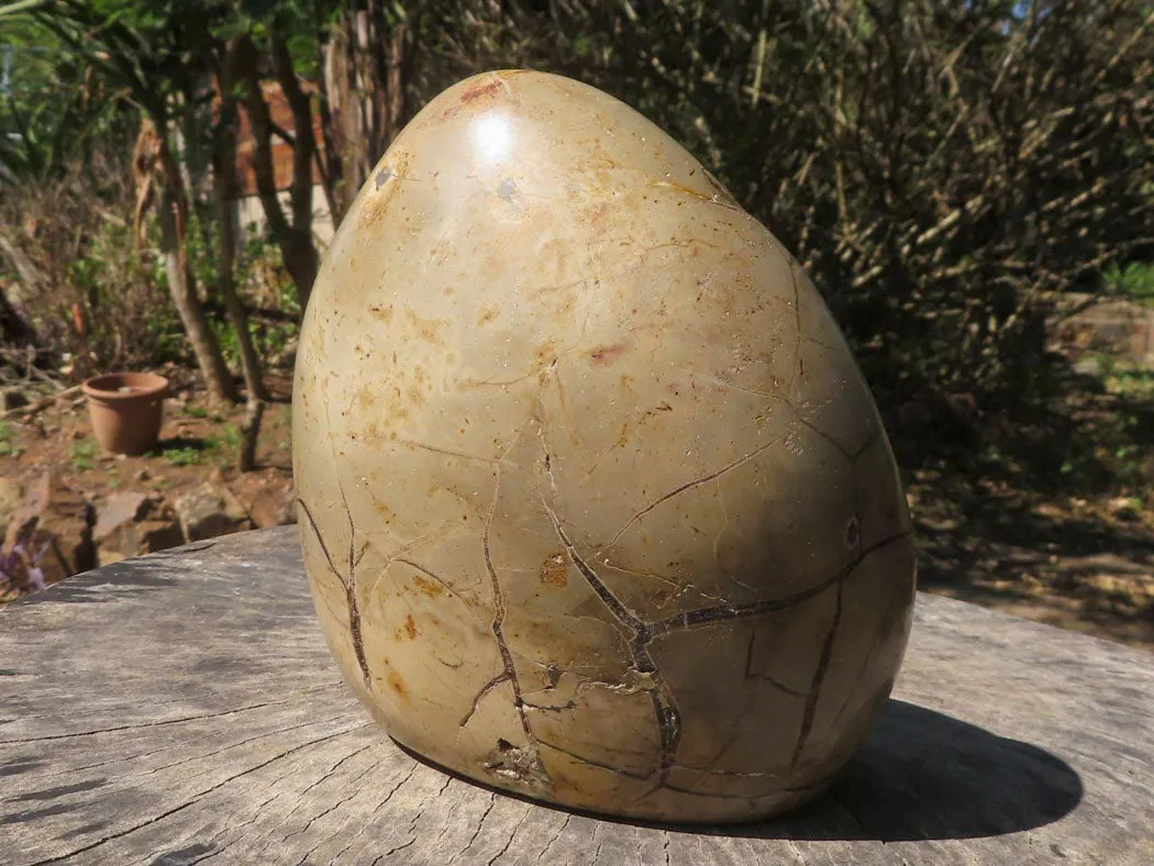 Polished Septerye Sauvage "Dragons Egg" Standing Free Form x 1 From Mahajanga, Madagascar