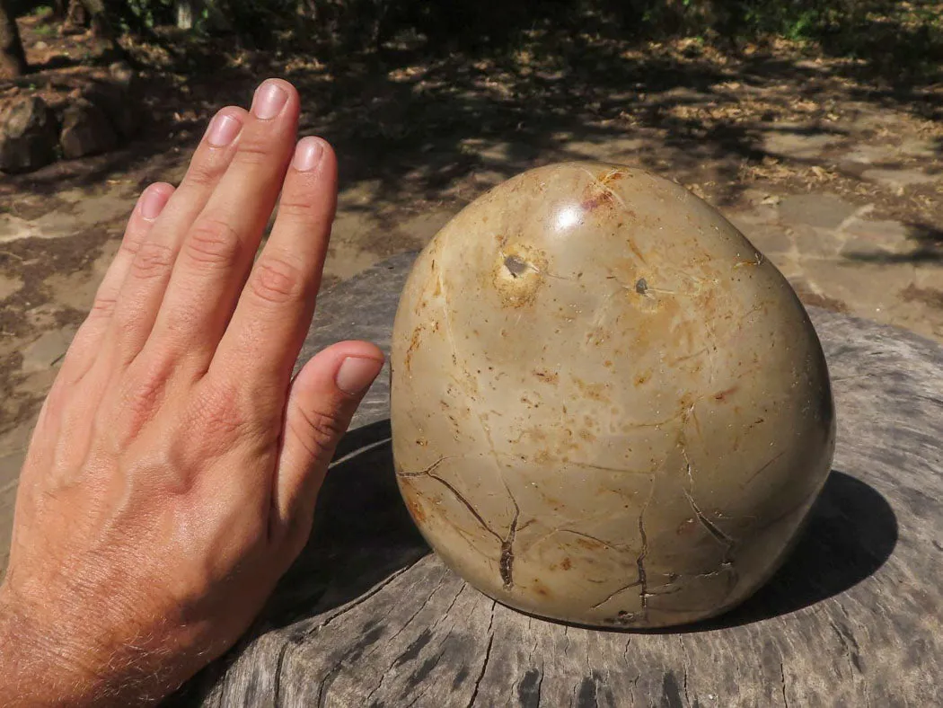 Polished Septerye Sauvage "Dragons Egg" Standing Free Form x 1 From Mahajanga, Madagascar