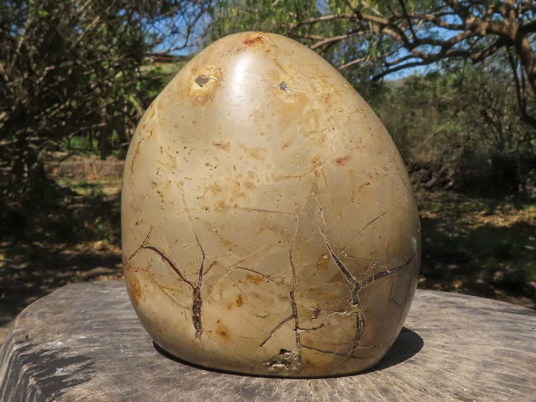 Polished Septerye Sauvage "Dragons Egg" Standing Free Form x 1 From Mahajanga, Madagascar