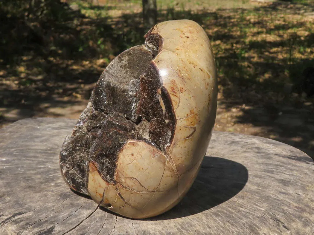 Polished Septerye Sauvage "Dragons Egg" Standing Free Form x 1 From Mahajanga, Madagascar