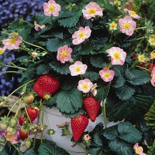 Roman F1 Strawberry - Bulk Fruit / Berry Seeds - 100 Seeds