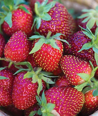 Roman F1 Strawberry - Bulk Fruit / Berry Seeds - 100 Seeds